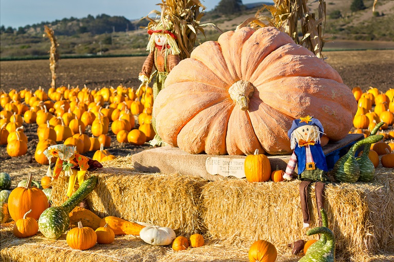 giant pumpkin